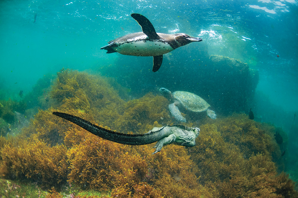 【地球を抱きしめる】あなたの知らないペンギン