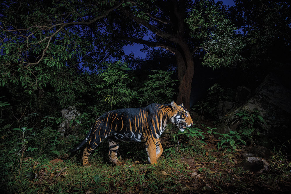 【地球を抱きしめる】インド東部 黒いトラはなぜ？