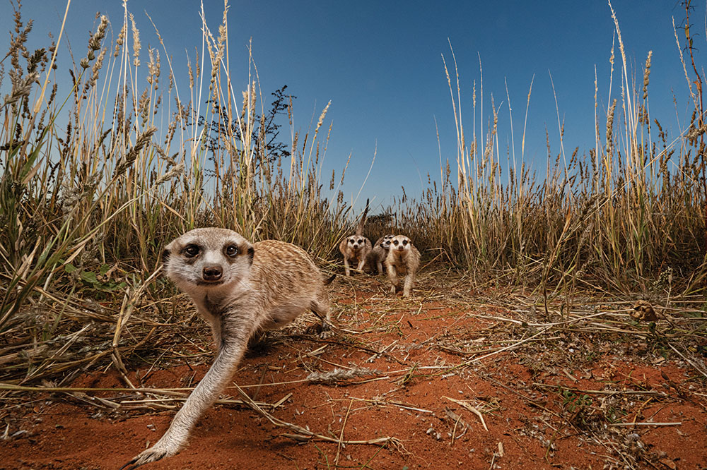 ミーアキャットと気候変動