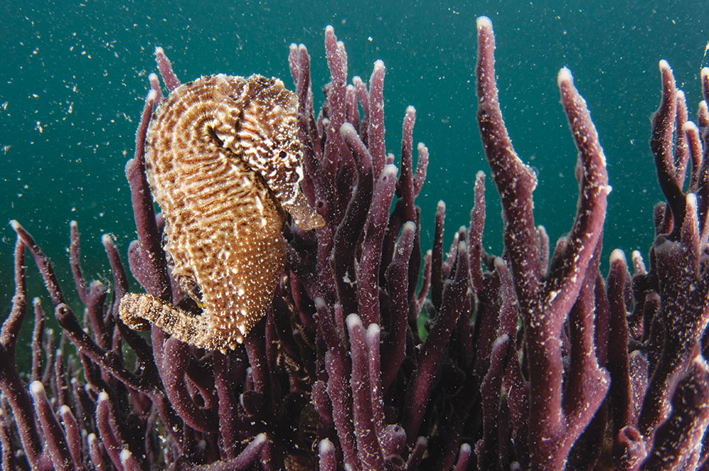 タツノオトシゴの楽園