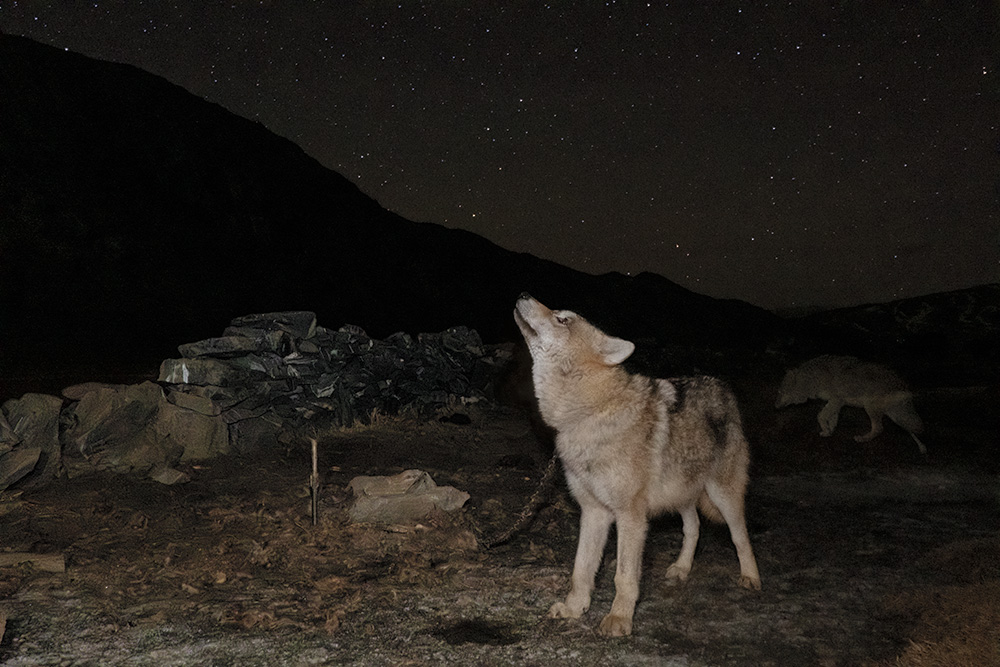 オオカミと生きる