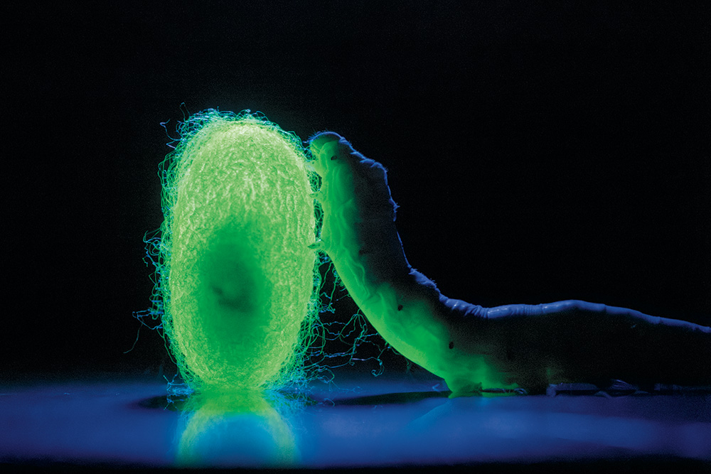 夢の新素材、スーパーシルク