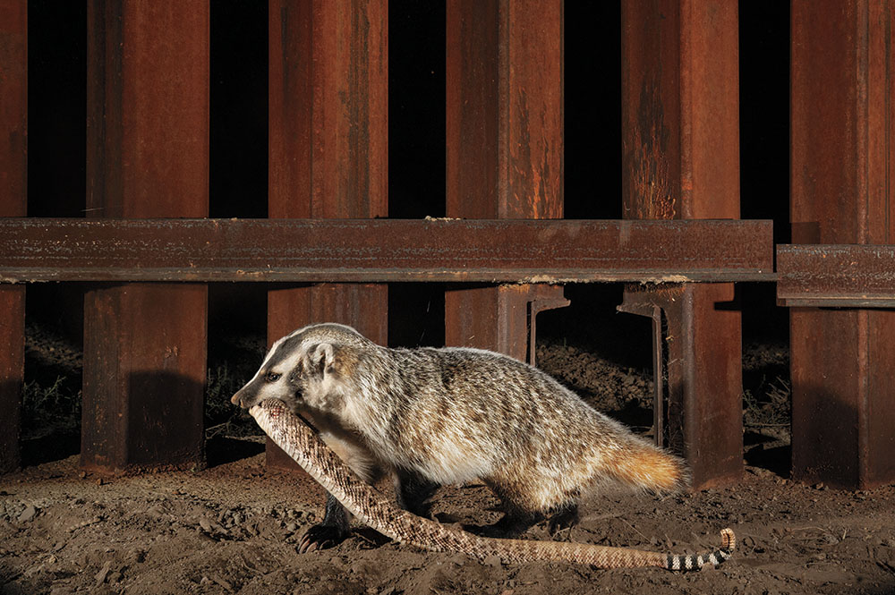 野生動物と国境の壁