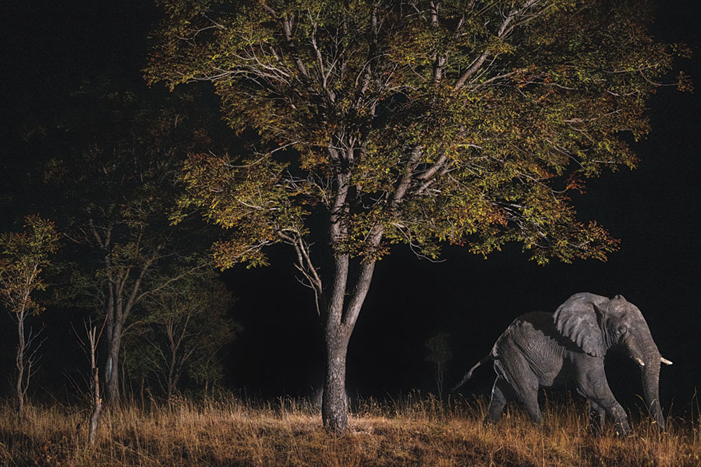 紛争で消えた幻のゾウ