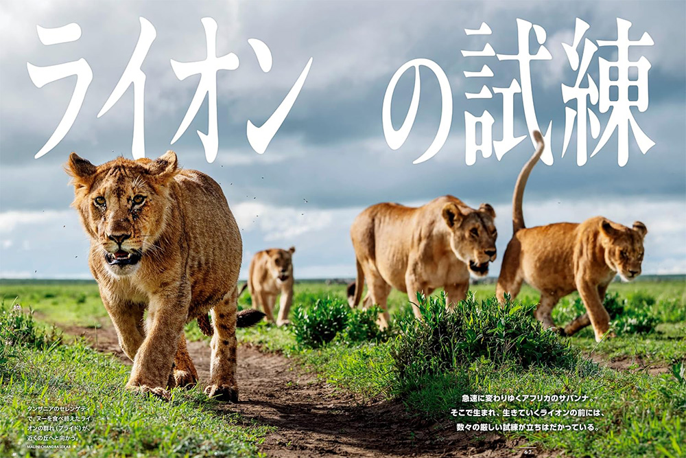 ライオンの試練