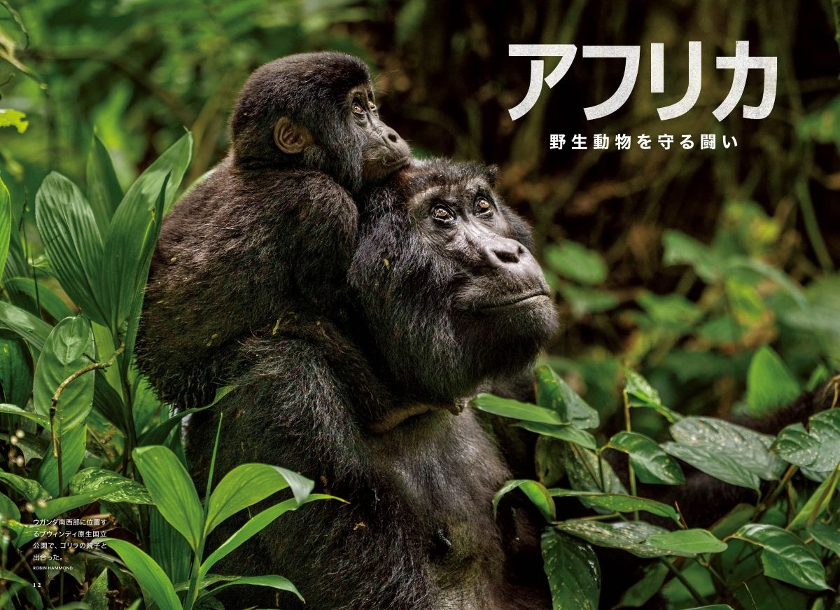 大特集【アフリカ　野生動物を守る闘い】