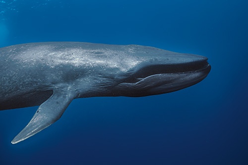 クジラが“定住”する海